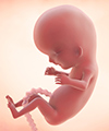 Perkembangan bayi dalam kandungan anda pada minggu  ke-11