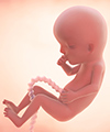 Perkembangan bayi dalam kandungan anda pada minggu  ke-13