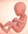 Perkembangan bayi dalam kandungan anda pada minggu ke-17
