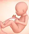 Perkembangan bayi dalam kandungan anda pada minggu ke-23