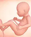 Perkembangan bayi dalam kandungan anda pada minggu ke-24