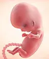Perkembangan bayi dalam kandungan anda pada minggu ke-9